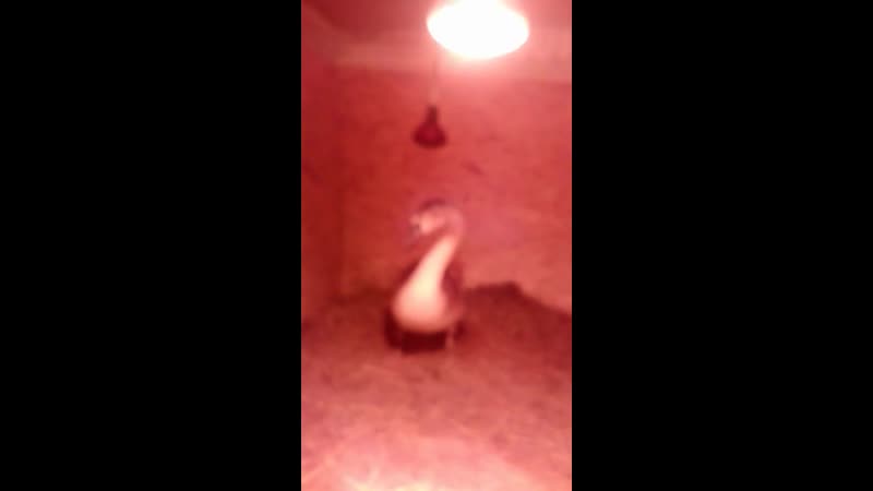 Федор 🦢24