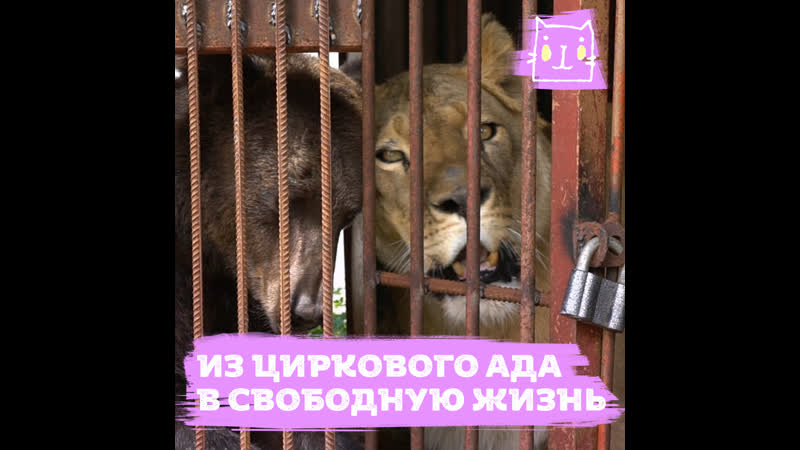 Реабилитация спасенных из цирков животных