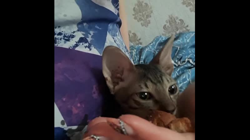 котёнок корниш рекс